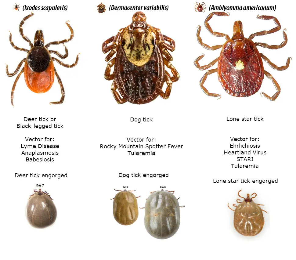 A series of pictures showing different types of ticks.