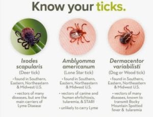 A poster with three different types of ticks.