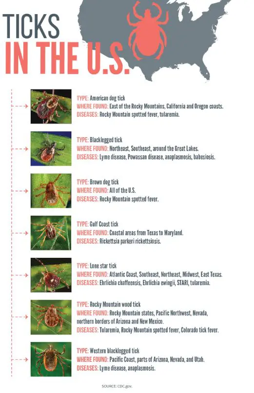 A chart of different types of bugs in the field.