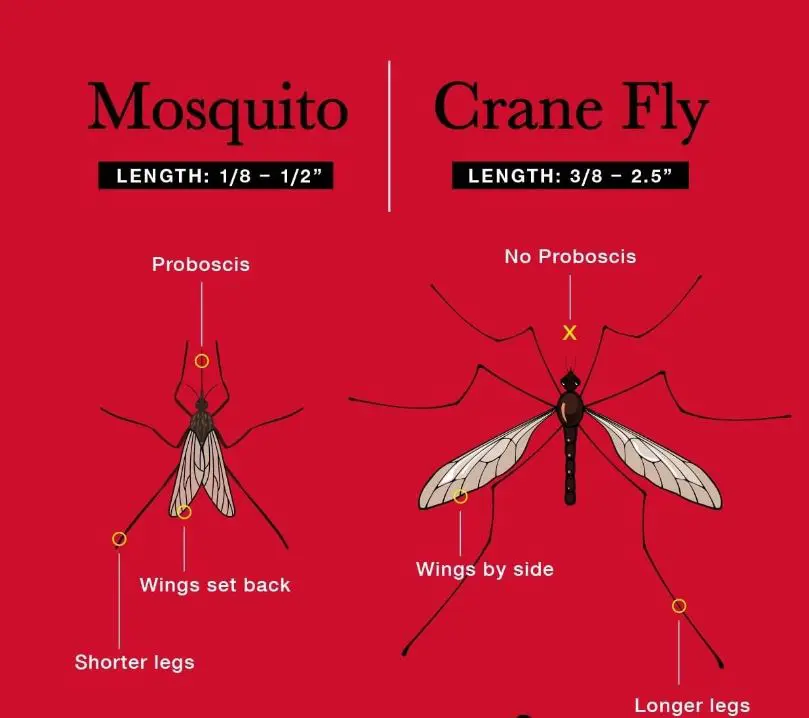 A red background with two different types of mosquito and crane fly.