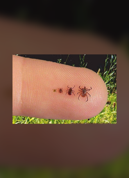 A close up of a person 's finger with some bugs on it